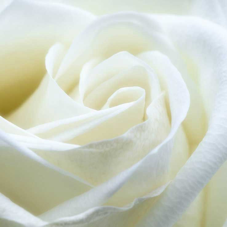 Rose in weiß