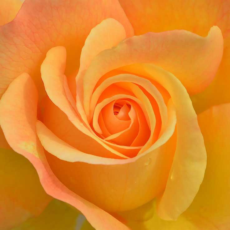 Rose in gelb